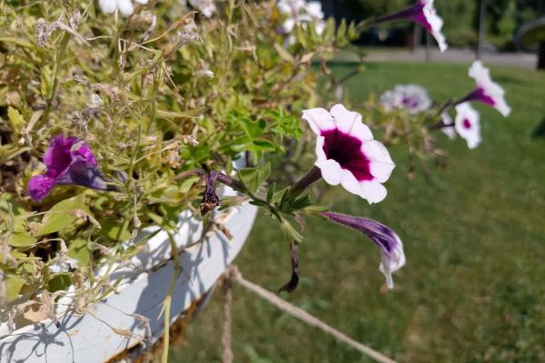 Nubia Focus Pro - Mostre bokeh