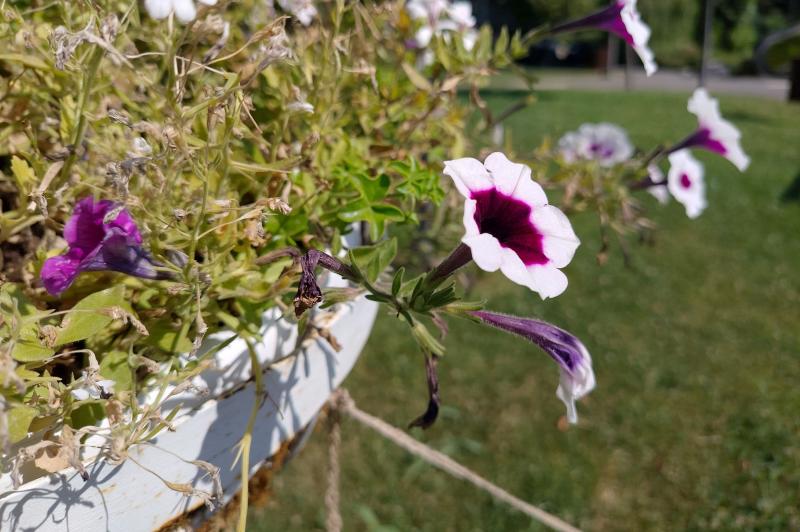 Nubia Focus Pro - Mostre bokeh: Nubia-Focus-Pro_Bokeh_001.jpg