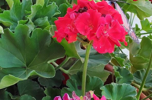 Mostre foto Xiaomi Pocophone F1: IMG_20180808_170553.jpg
