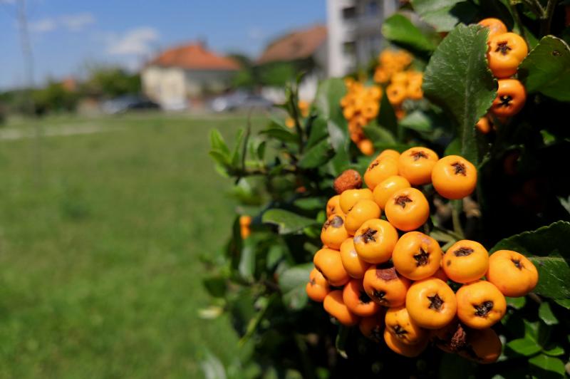 Huawei Honor 10 - Mostre Foto (bokeh): IMG_20180810_135005.jpg