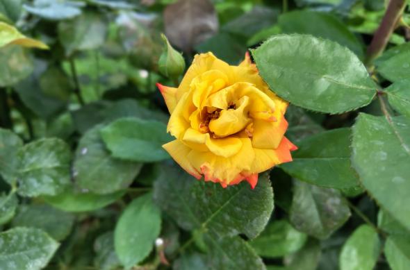 Nothing Phone (2) - Mostre culori: Nothing-Phone-2-Mostre-culori_009.jpg