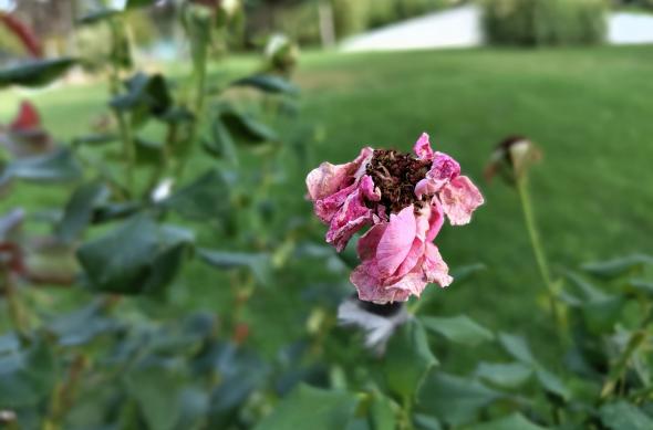 Nothing Phone (2) - Mostre bokeh: Nothing-Phone-2-Mostre-Bokeh_008.jpg