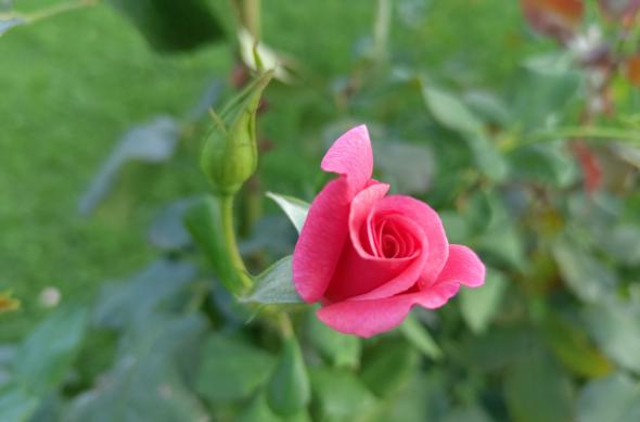 Nothing Phone (2) - Mostre bokeh: Nothing-Phone-2-Mostre-Bokeh_014.jpg