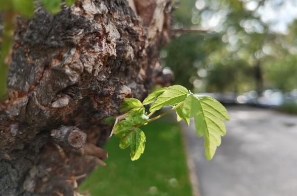 Nothing Phone (2) - Mostre bokeh: Nothing-Phone-2-Mostre-Bokeh_004.jpg