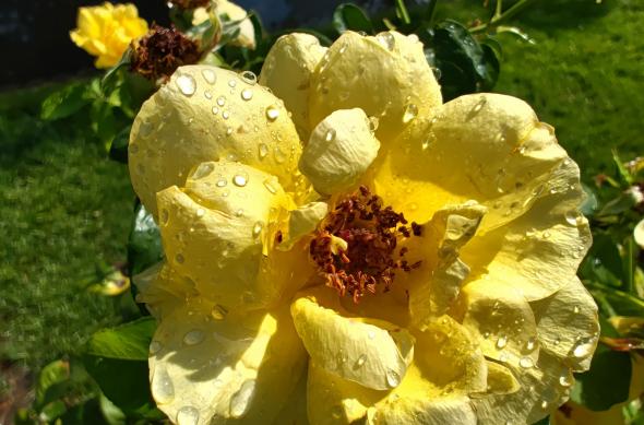 Nothing Phone (2) - Mostre macro: Nothing-Phone-2-Mostre-Macro_011.jpg