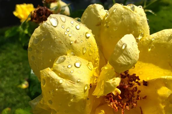 Nothing Phone (2) - Mostre macro: Nothing-Phone-2-Mostre-Macro_012.jpg