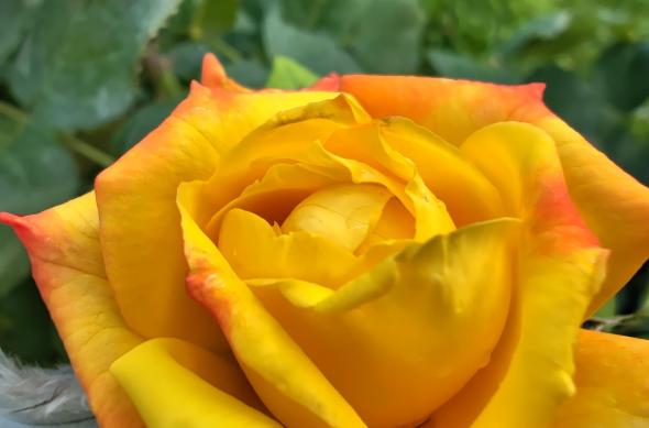 Nothing Phone (2) - Mostre closeup: Nothing-Phone-2-Closeup_002.jpg