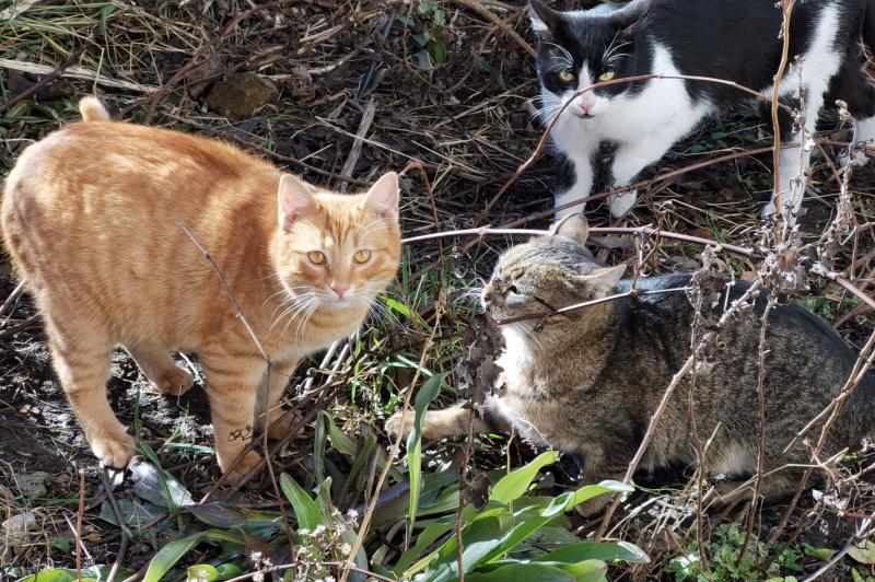 Huawei Mate 30 Pro - Mostre Foto (ziua): IMG_20200206_131144.jpg