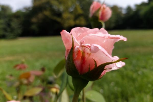 Samsung Galaxy A80 - Mostre Foto (ziua)