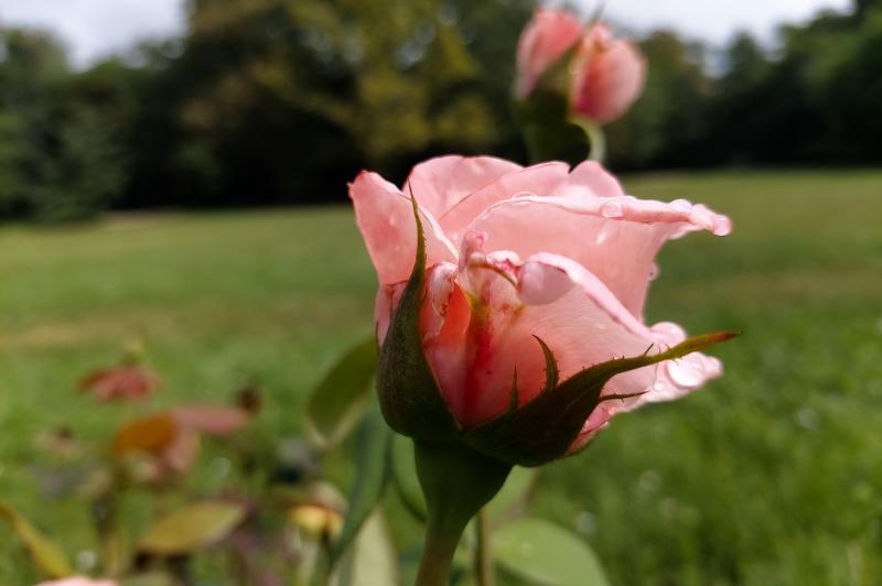 Samsung Galaxy A80 - Mostre Foto (ziua): 20190803_113628.jpg