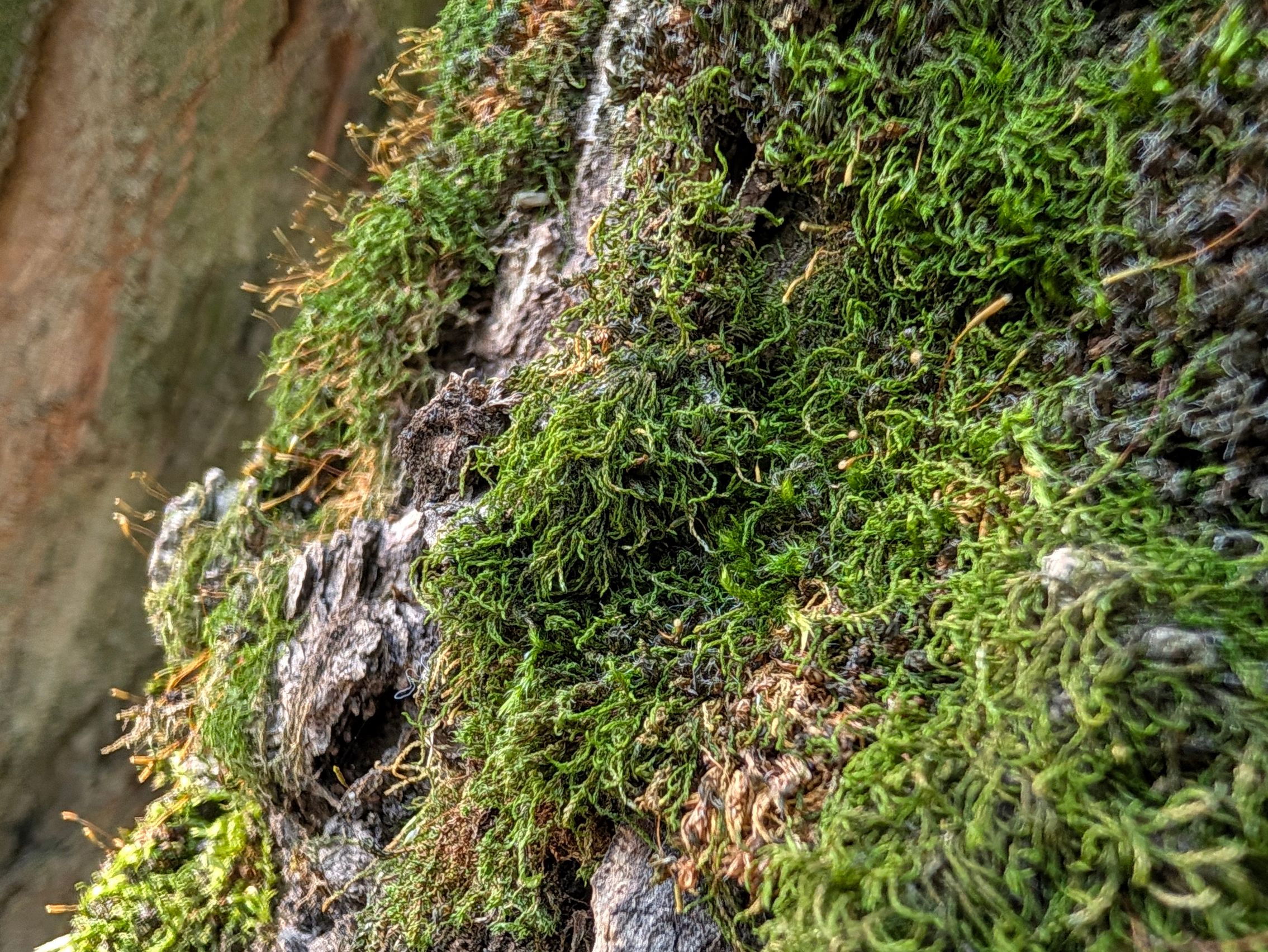 Google Pixel 11 Pro XL - Mostre foto (macro) (galerie)