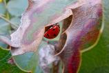 Mostre-macro_ (7).jpg