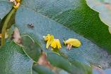Mostre-macro_ (9).jpg