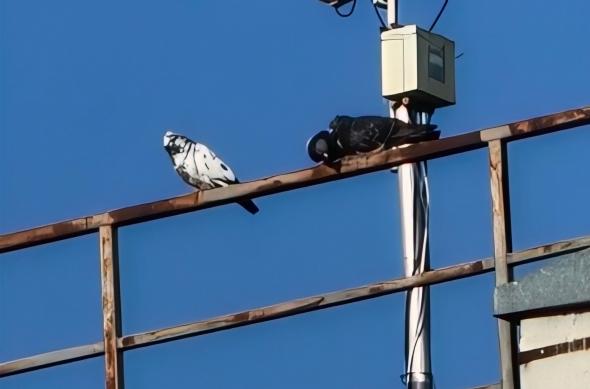 OPPO Find X9 Ultra - Mostre foto (zoom): Mostre-zoom_ (13).jpg