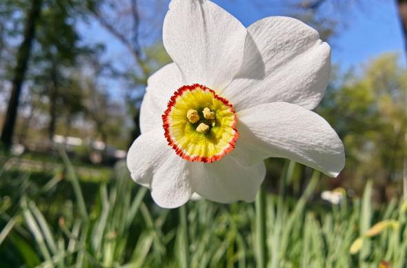 OPPO Find X9 Ultra - Mostre foto (macro): Mostre-macro_ (12).jpg