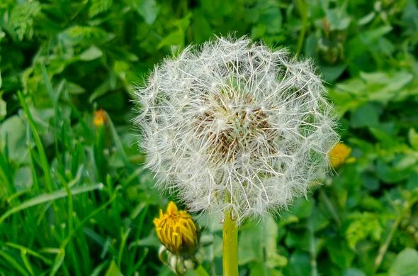 OPPO Find X9 Ultra - Mostre foto (macro): Mostre-macro_ (14).jpg