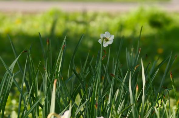 OPPO Find X9 Ultra - Mostre Foto (bokeh): Mostre-bokeh_ (13).jpg