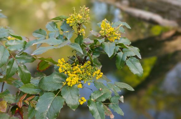 OPPO Find X9 Ultra - Mostre Foto (bokeh): Mostre-bokeh_ (1).jpg