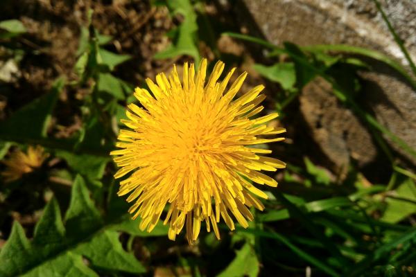 ASUS ZenFone 2 Deluxe Special Edition - Mostre Foto (ziua)