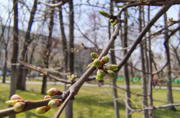 Motorola edge 70 Fusion - Mostre macro: Macro_ (17).jpg