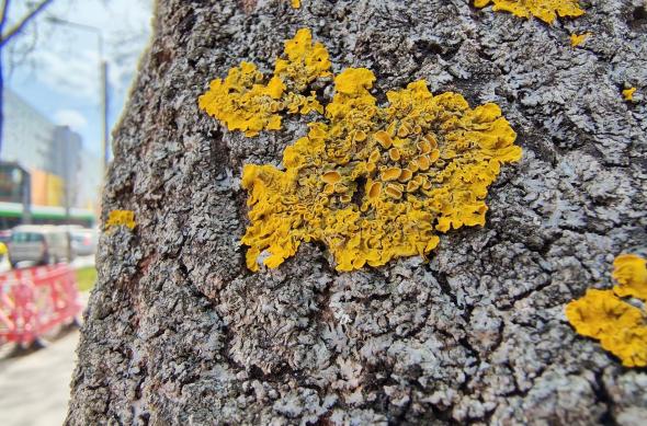 Motorola edge 70 Fusion - Mostre macro: Macro_ (18).jpg