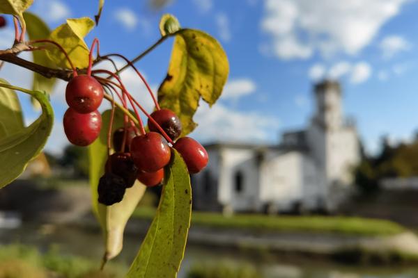 Huawei Mate 40 Pro - Mostre Foto (bokeh)
