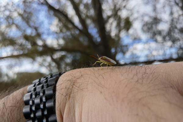 Fotografii de tip closeup făcute cu Huawei Mate 40 Pro