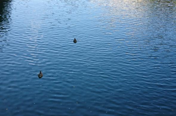 Sony Xperia XZ - Mostre Foto (ziua): DSC_0190.JPG