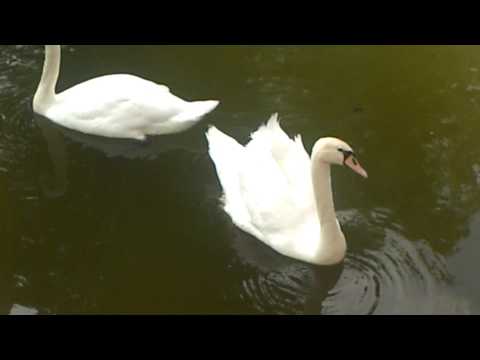 Nokia N1 video sample I. - Mobilissimo.ro