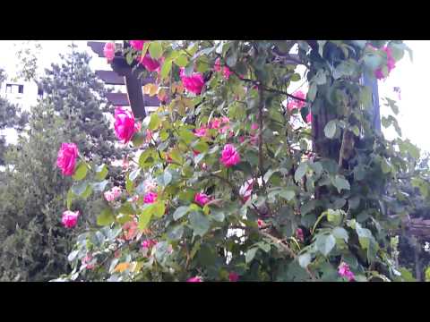 HTC Sensation video sample II. - Mobilissimo TV