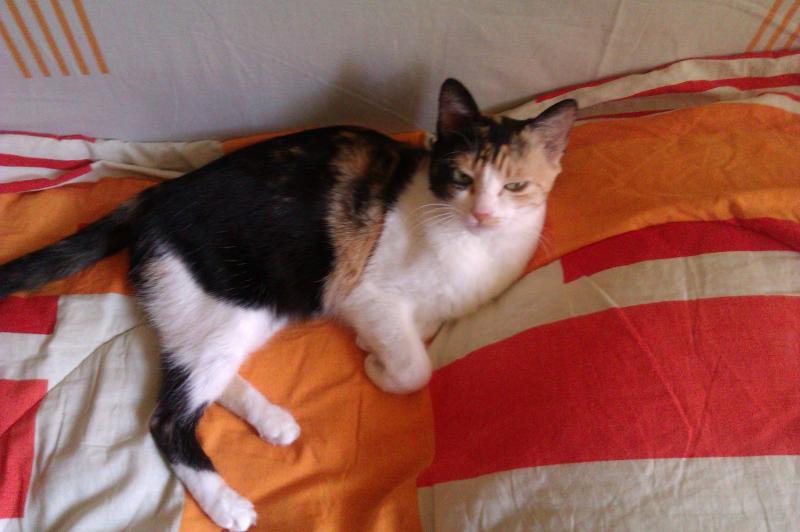 HTC Wildfire S - Mostre Foto (la interior): HTC-Wildfire-S-Mostre-foto-interior_016.jpg