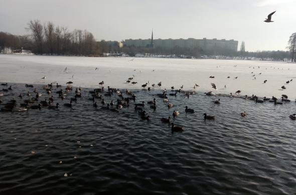 ASUS ZenFone 3 Max - Mostre Foto (ziua): P_20170203_070034_SRES.jpg