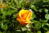 IMG_20180505_164329.jpg
