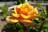 IMG_20180505_164053_1.jpg