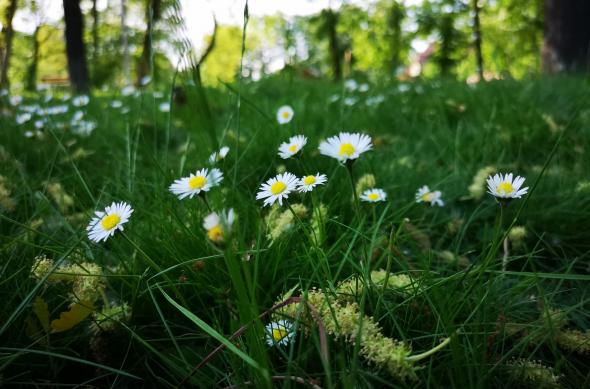 HUAWEI P20 Pro - Mostre Foto (ziua): IMG_20180426_173117.jpg