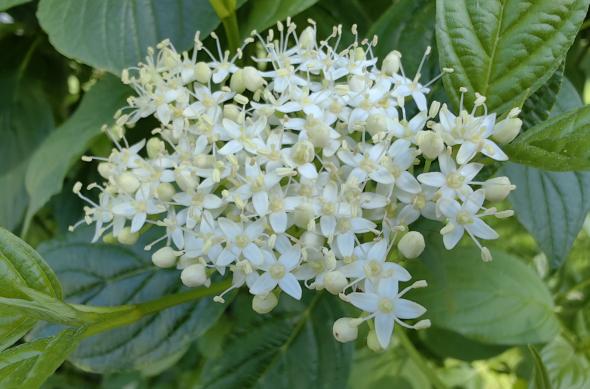 Huawei Mate X3 - Mostre foto (macro): IMG_20230506_093958.jpg