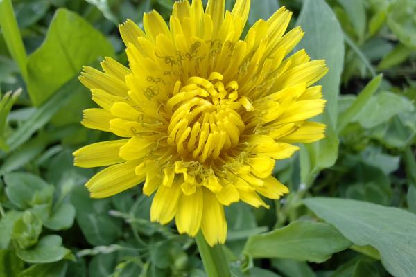 Huawei Mate X3 - Mostre foto (macro)