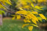 Samsung-Galaxy-S24-FE-Mostre-Bokeh_003.jpg
