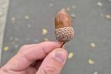 Samsung-Galaxy-S24-FE-Mostre-Bokeh_019.jpg