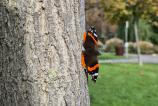Samsung-Galaxy-S24-FE-Mostre-Bokeh_017.jpg