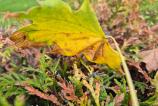 Samsung-Galaxy-S24-FE-Mostre-Closeup_003.jpg