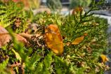 Samsung-Galaxy-S24-FE-Mostre-Closeup_004.jpg