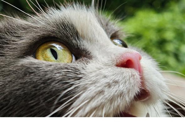 Leak mostre Xiaomi 15: unnamed (7).jpg