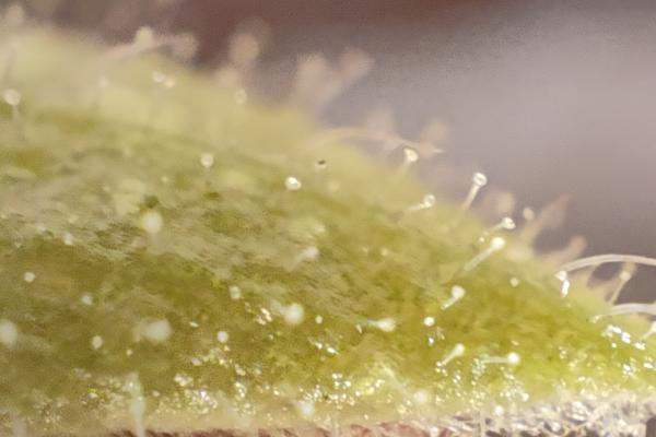 realme GT3 - Mostre foto (macro)