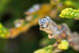 HUAWEI-Pura-80-Pro-Mostre-macro_024.jpg