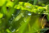 HUAWEI-Pura-80-Pro-Mostre-macro_020.jpg