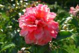 WP_20160912_15_30_25_Pro.jpg