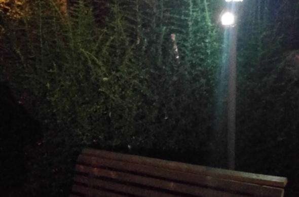 Acer Liquid Jade Primo - Mostre Foto (seara): WP_20160907_00_25_49_Pro.jpg