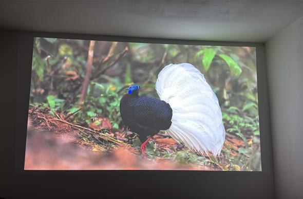 Epson Lifestudio Flex (EF-72) - Imagine 4K: Photo 19.01.2026, 18 43 49.jpg