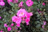 Allview-A5-Smiley-Mostre-foto-ziua_010.jpg